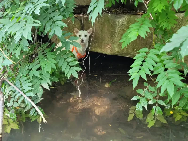 사진 확대