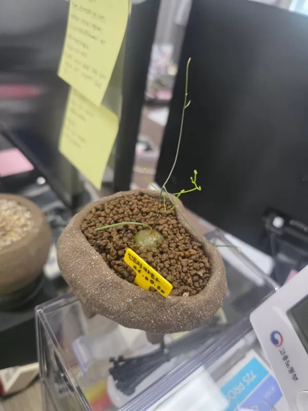 사진 확대