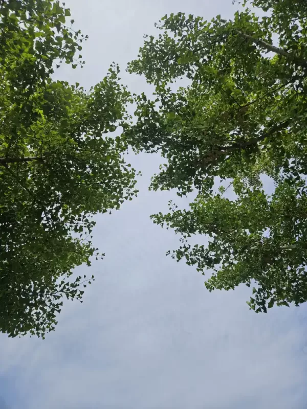 사진 확대