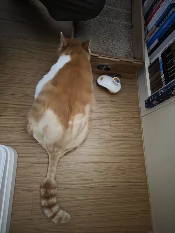 사진 확대