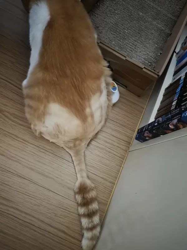 사진 확대