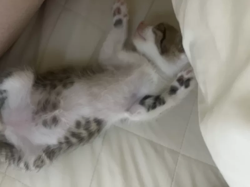 사진 확대